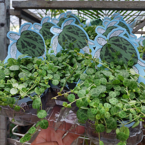 Peperomia Prostata P11
