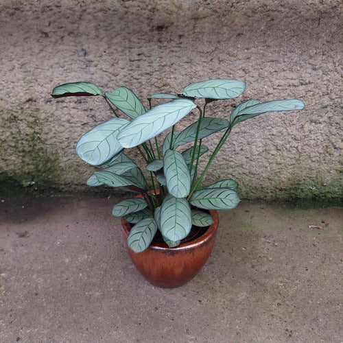 Maceta De Barro Esmaltado Nairobi Tamaño Extra Chico Cobre No5