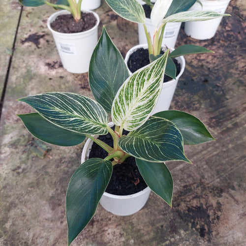 Filodendro Birkin Pote 12cm