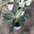 Filodendro Birkin Pote 12cm