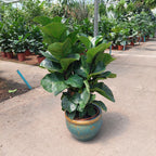 Macetero De Cerámica Interior Roma Tamaño Grande Turquesa Con Marrón