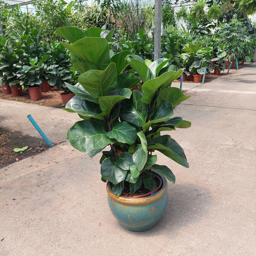 Macetero De Cerámica Interior Roma Tamaño Grande Turquesa Con Marrón