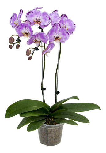 Orquídea Phalaenopsis Cascada Con 2 Varas Florales Pote 15cm