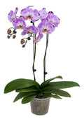 Orquídea Phalaenopsis Cascada Con 2 Varas Florales Pote 15cm