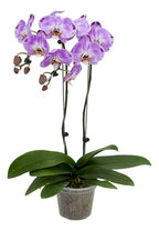 Orquídea Phalaenopsis Cascada Con 2 Varas Florales Pote 15cm
