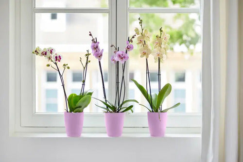 Maceta Para Orquídea Elho Orchid High Brussels 12cm Rosa Brussels