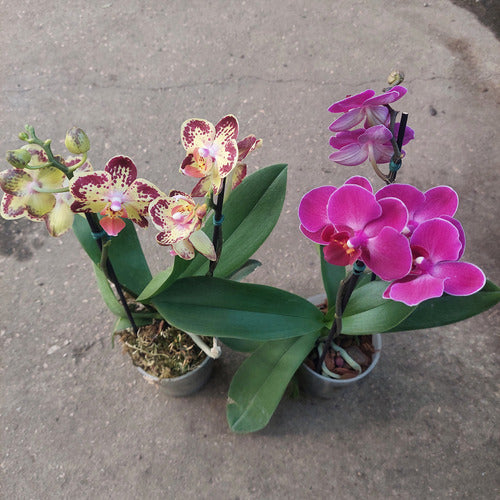 Orquídea Phalaenopsis Mini Pote 9cm