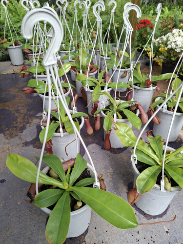 Planta Carnívora Nepenthes Pote 13cm