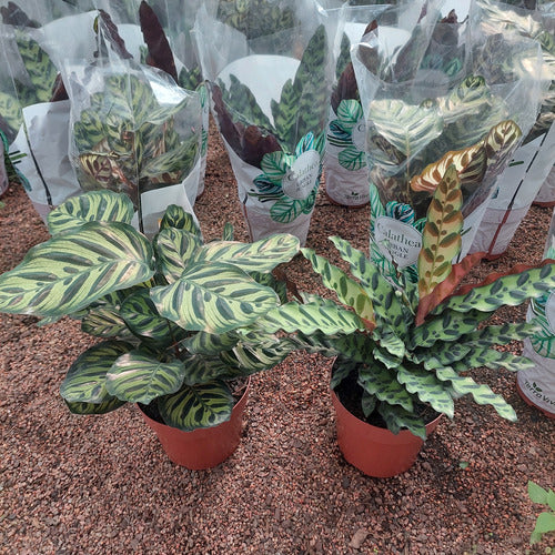 Calatheas Variadas Pote 17cm