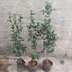 Camelia Japonica Surtido