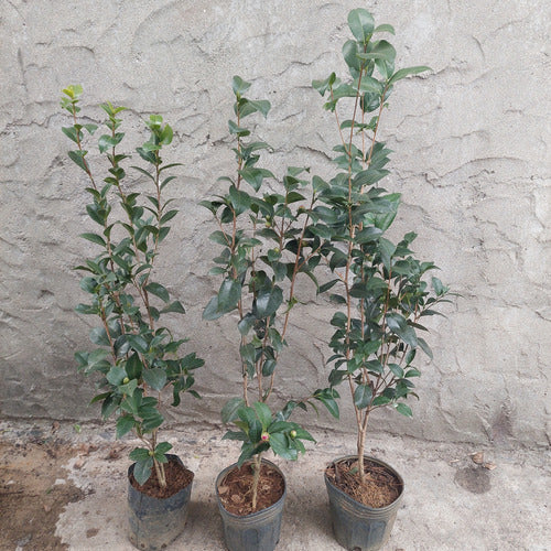 Camelia Japonica Surtido