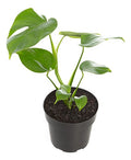 Monstera Deliciosa Pote 17cm