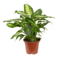 Dieffenbachia Compacta P17