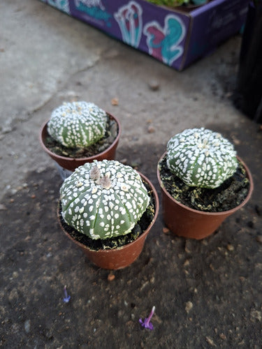 Cactus Astrophytum Pote 6cm