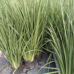 Dietes Tamaño Extragrande