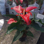 Anturio Surtido Pote 17cm