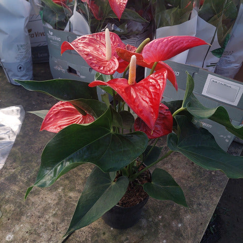 Anturio Surtido Pote 17cm