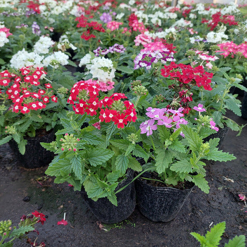 Florales De Estación × 30 Unidades Surtido