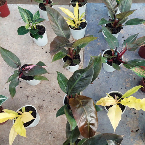 Philodendron Variado P12 Surtido