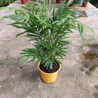 Palmera Chamaedorea Elegans Pote 11cm