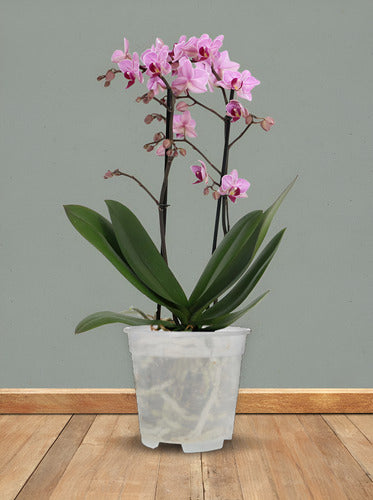 Maceta Para Orquídea Florus 12cm Transparente Orchidpot
