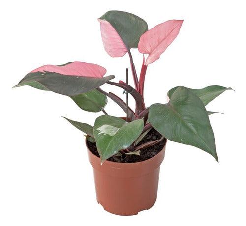 Filodendro Pink Princess P17