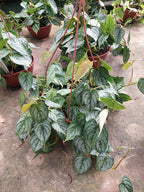 Filodendro Brandtianum En Maceta Colgante 21cm
