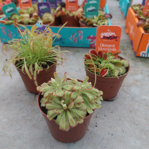 Planta Carnívora Dionaea P09 × 3 Unidades Surtido