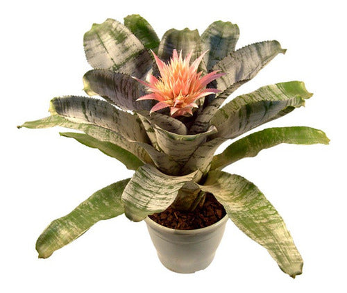 Bromelia Aechmea Fasciata Pote 17cm