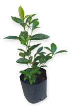 Jazmín Del Cabo Mediano