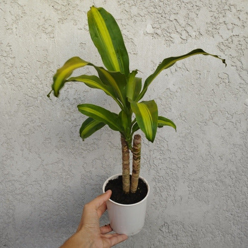 Palo De Agua Pote 12cm