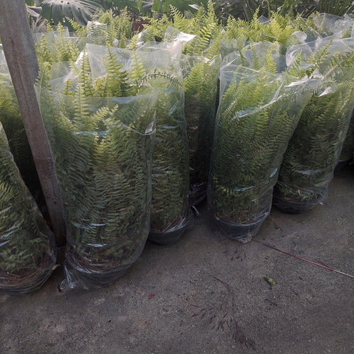 Helecho Americano En Maceta Colgante 25cm