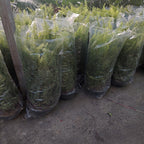 Helecho Americano En Maceta Colgante 25cm