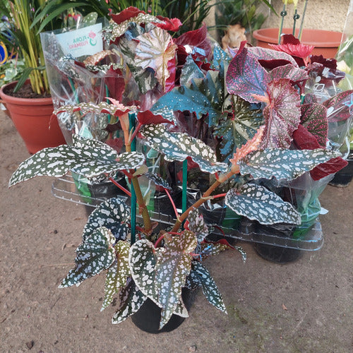 Begonia Kane Pote 13cm Surtido