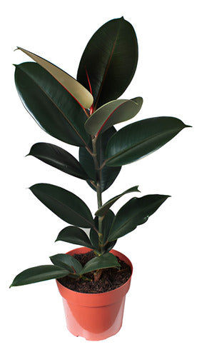 Ficus Elastica Burgundy Pote 17cm