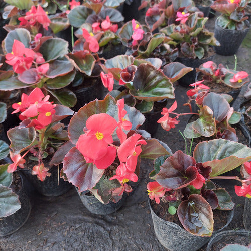 Florales De Estación × 30 Unidades Surtido