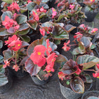 Florales De Estación × 30 Unidades Surtido