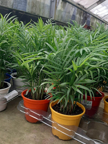 Palmera Chamaedorea Elegans Pote 11cm