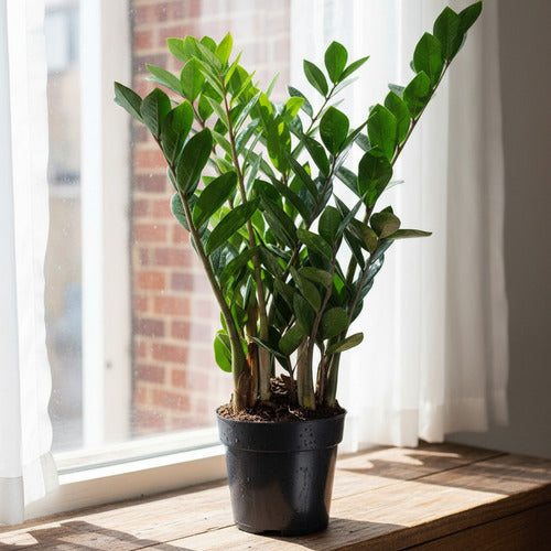 Planta Zamioculca Pote 17cm