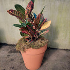 Maceta De Barro Nº35 Blumsa Terracota Clásico