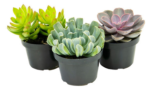 Suculenta Pote 11cm