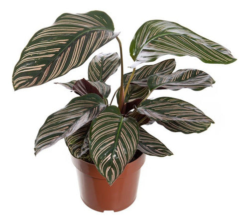 Calathea Ornata Pote 17cm