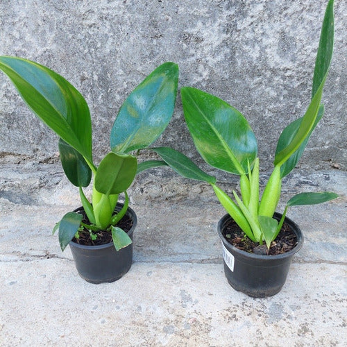 Filodendro Pacová Pote 11cm