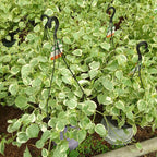 Peperomia Scandens C21