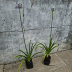 Agapanto Azul En Flor Azul