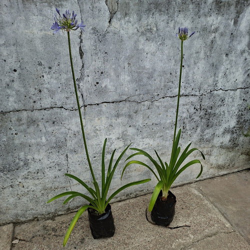 Agapanto Azul En Flor Azul