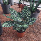 Calathea Makoyana Pote 17cm