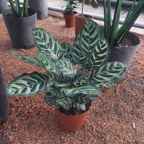 Calathea Makoyana Pote 17cm