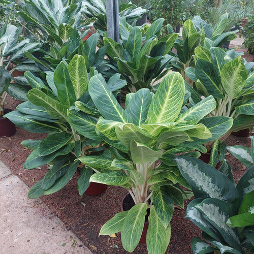 Aglaonema Pote 24cm