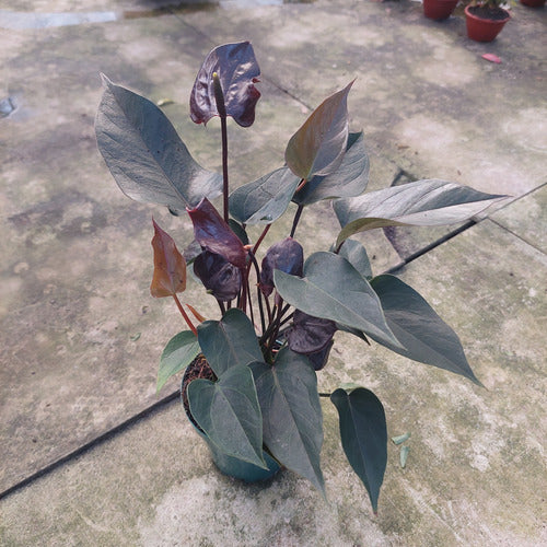 Anturio Black Love Pote 9cm